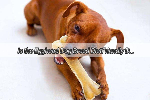 Is the Egghead Dog Breed DietFriendly Discover the Truth Behind Their Unique Shape